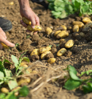 Erdäpfelnachfrage steigt deutlich – Heurigen aus regionalem Anbau im Handel