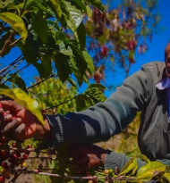 Tchibo bringt Schulkaffee aus Tansania nach Österreich