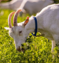 Jede zweite Milchziege in Österreich wird biologisch gehalten