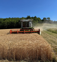 Früher Weizenstart: Geringere Erträge mit hohen Qualitäten erwartet