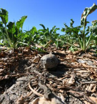 Erste Bank bietet Dürre-Soforthilfe für Landwirte