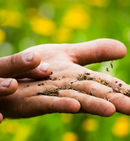 Lebensmittel der Zukunft: Wie Pflanzenzüchtung die Ernährungssicherheit sichert
