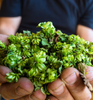 Hopfenstadt Weitra gibt dem Bier eine Heimat