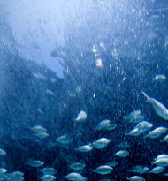 Damit den Fischen nicht die Luft ausgeht