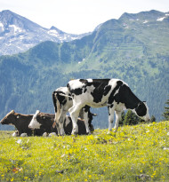 Österreichs Milchbranche rückt enger zusammen